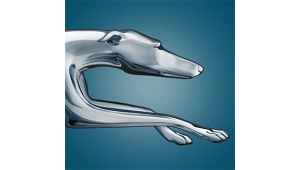 Greyhound